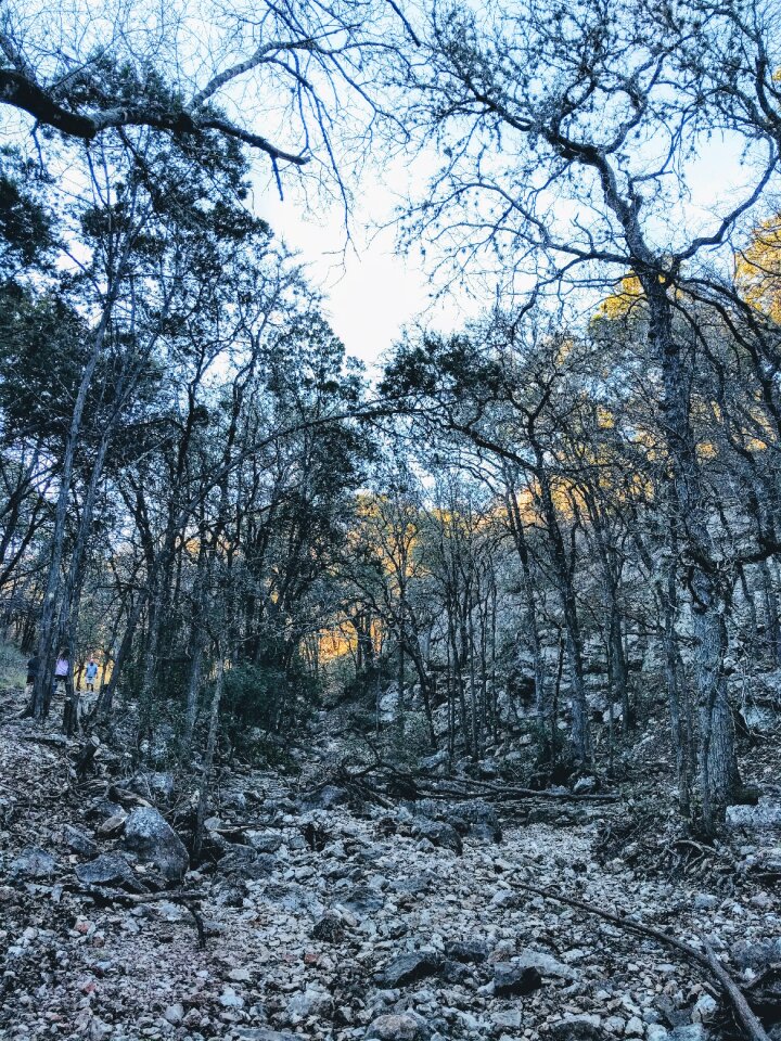 Nature landscape tree