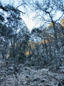 Nature landscape tree photo