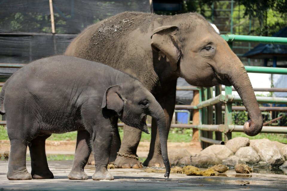 Mammal zoo