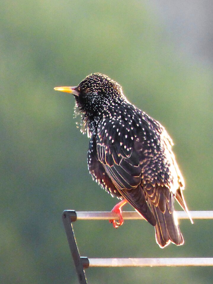 Lookout wind feathers