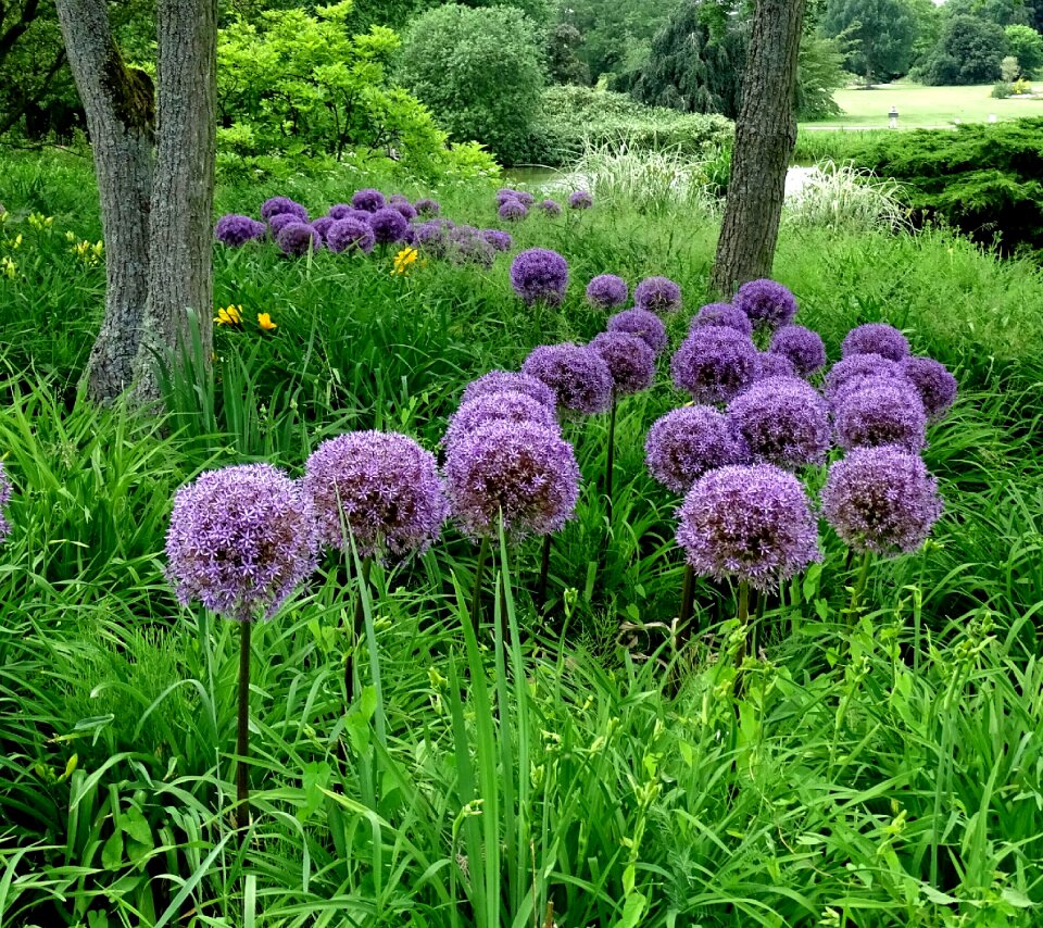 Nature garden asterisk