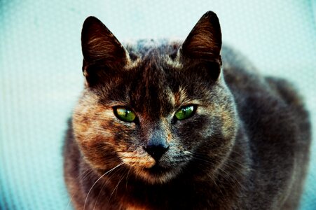 Kitten green eye jam