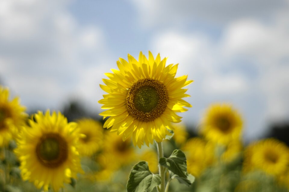 Yellow nature light