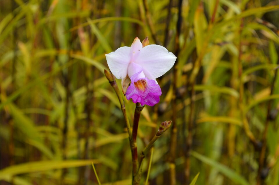 Plant blossom petal