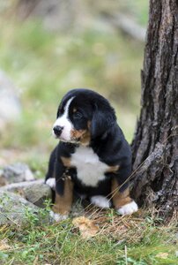 Appenzell puppy dog