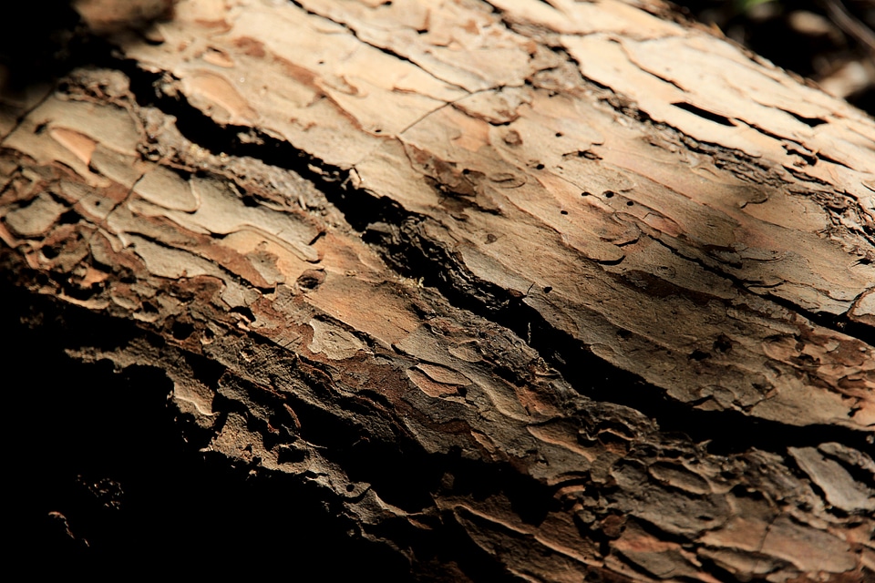 Bark tree bark background