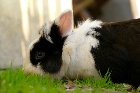 Nature rabbit tender