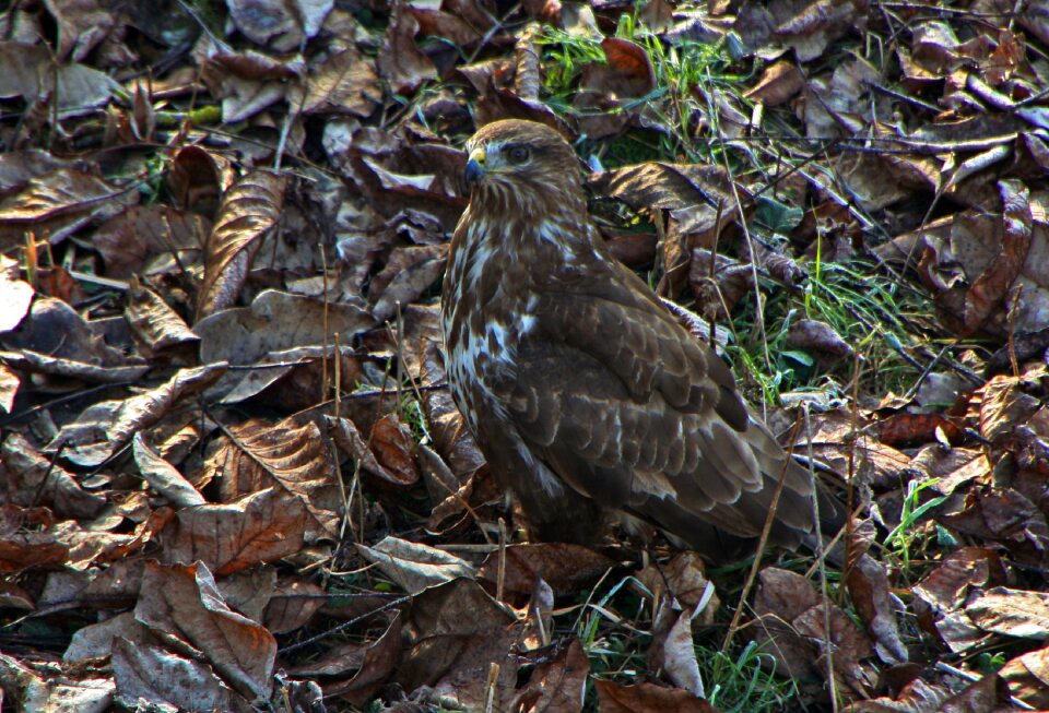 Raptor camouflage ground