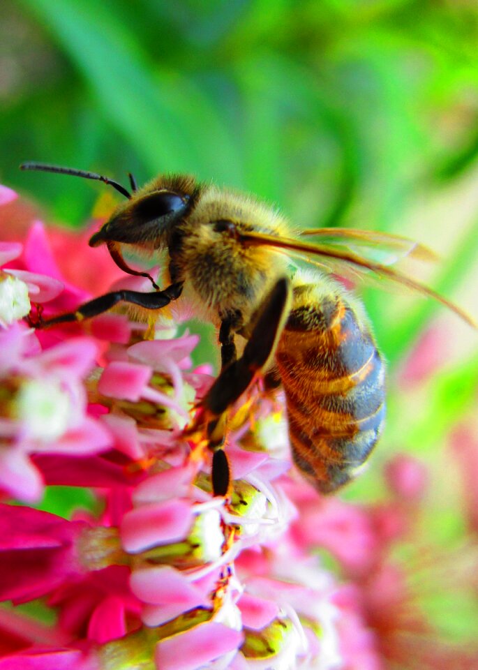Bee pollinator