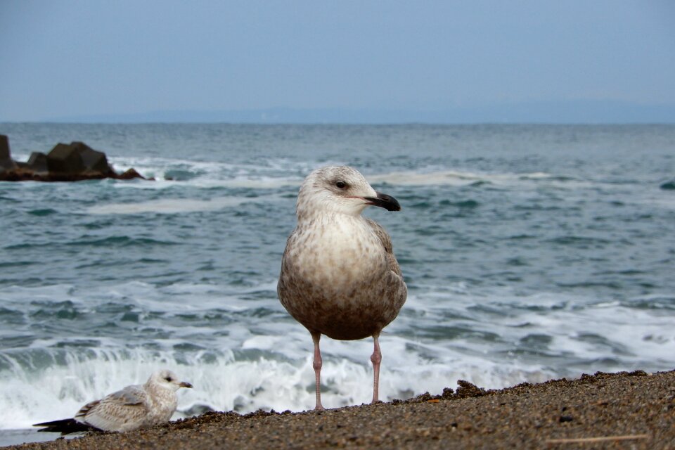 Wave sea gull seagull