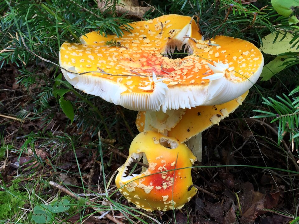 Agaric fly amanita muscaria photo