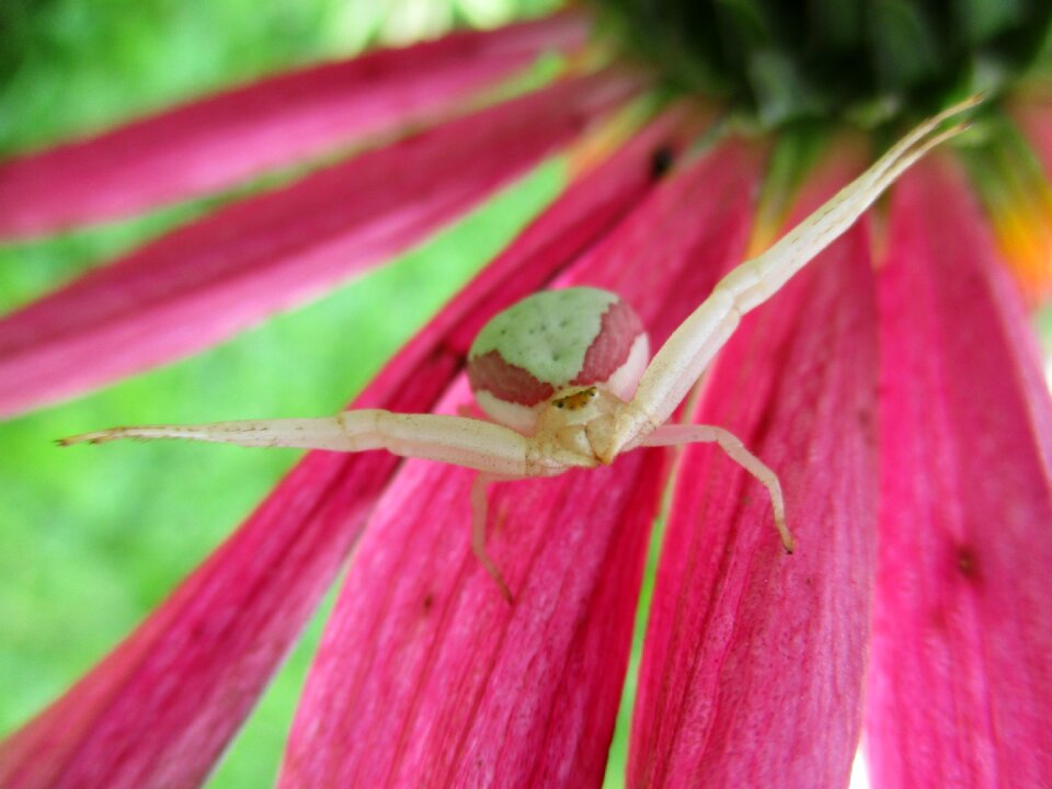 Misumena vatia garden