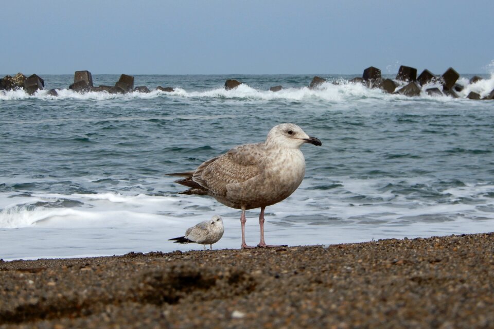 Wave sea gull seagull