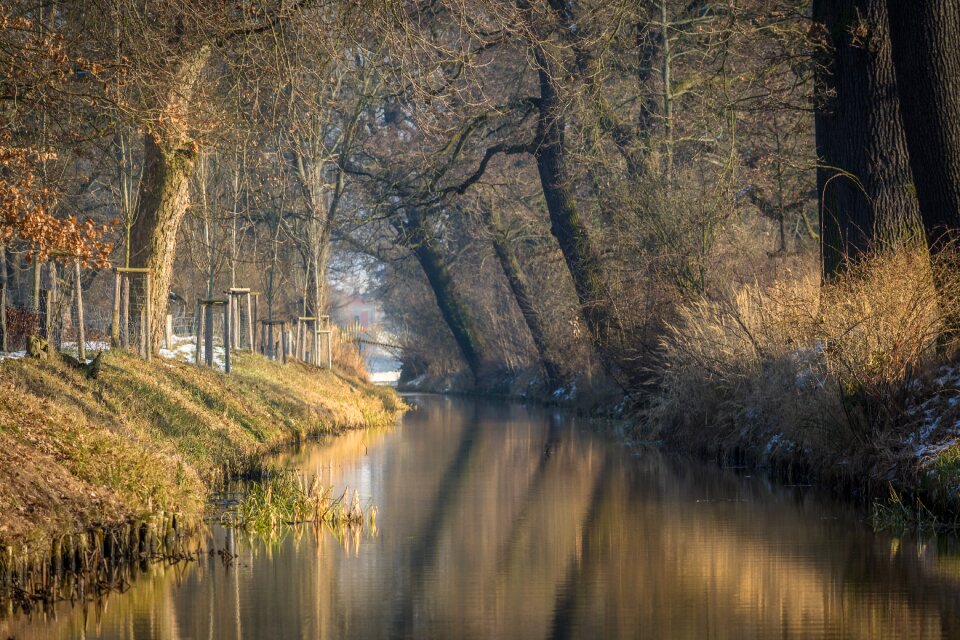Cold trees landscape