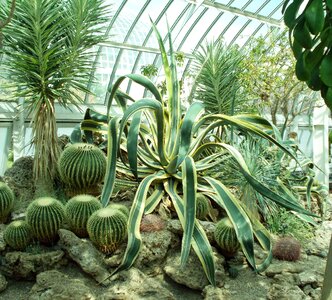 Plant cacti hot