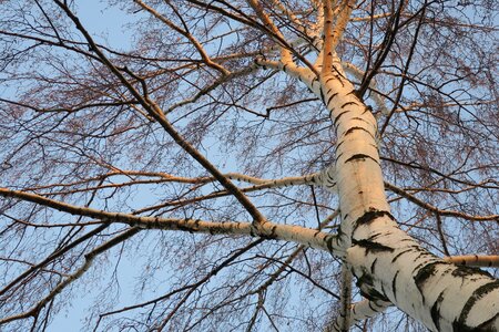 Forest bark spring photo