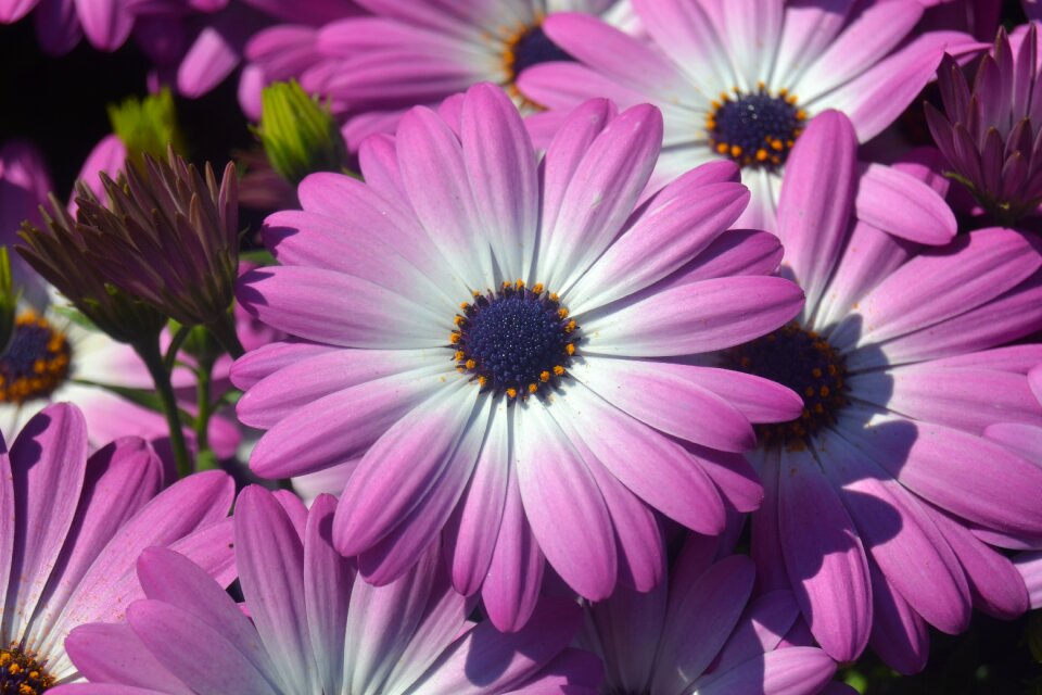 Letnička osteospermum purple