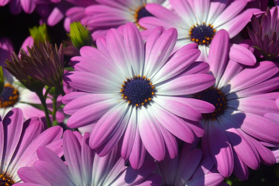 Letnička osteospermum purple photo