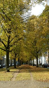Avenue park altona
