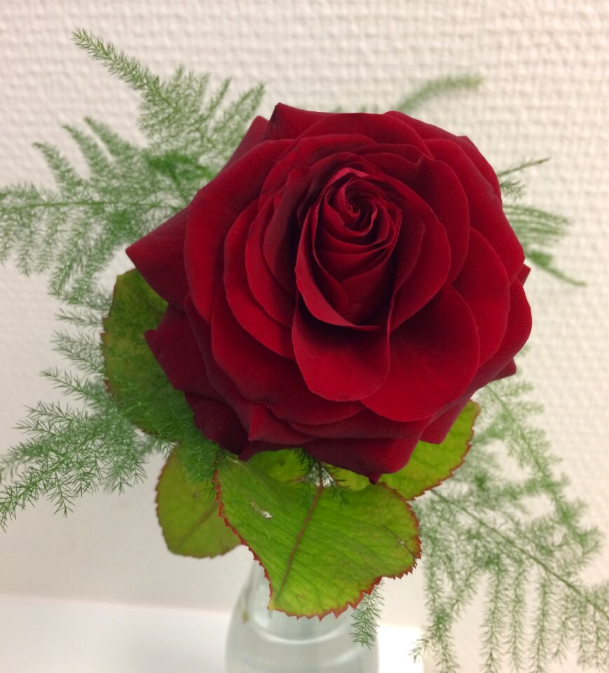 Flowers red flower red rose