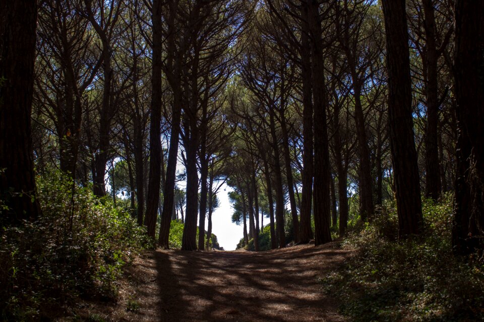 Passage forest nature