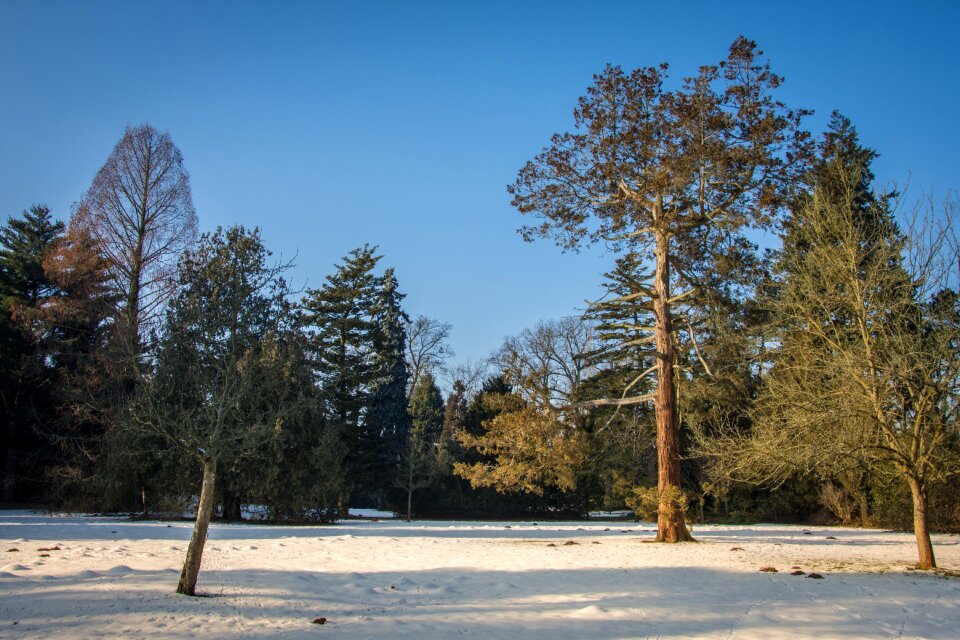Cold snow trees