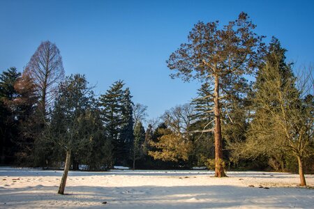 Cold snow trees photo