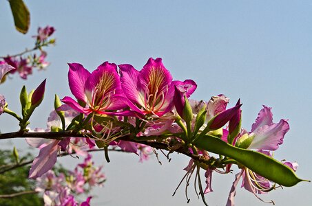 Bloom design garden