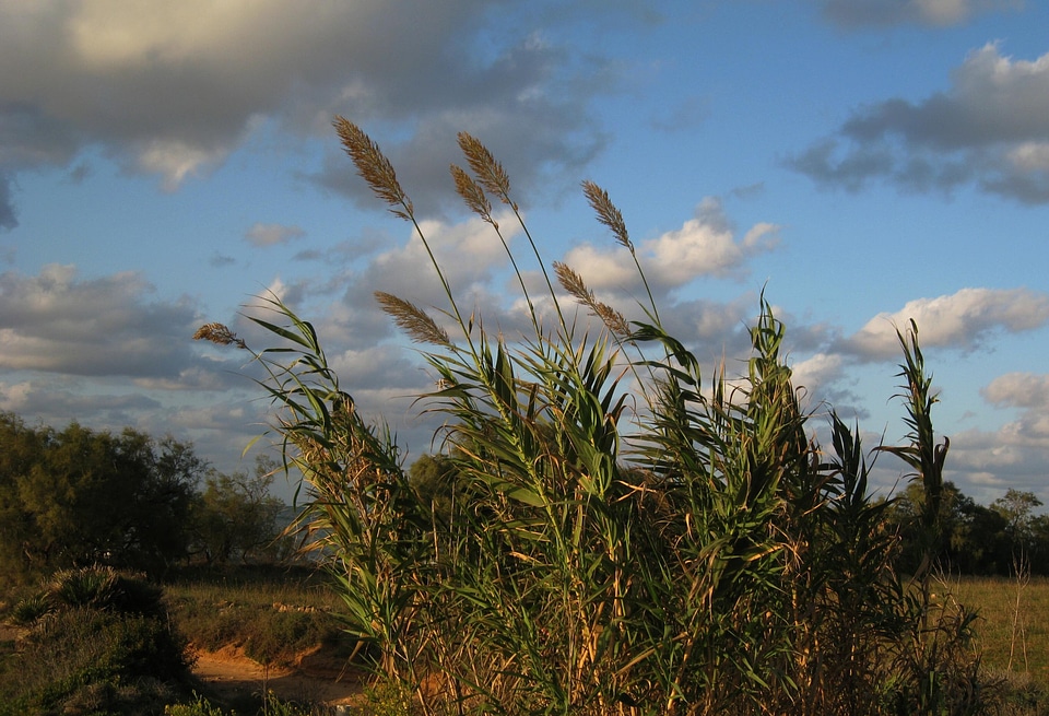Green landscape sky