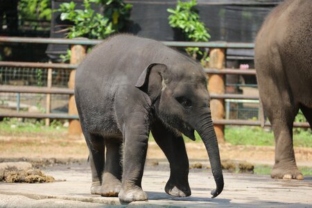 Zoo big mammal