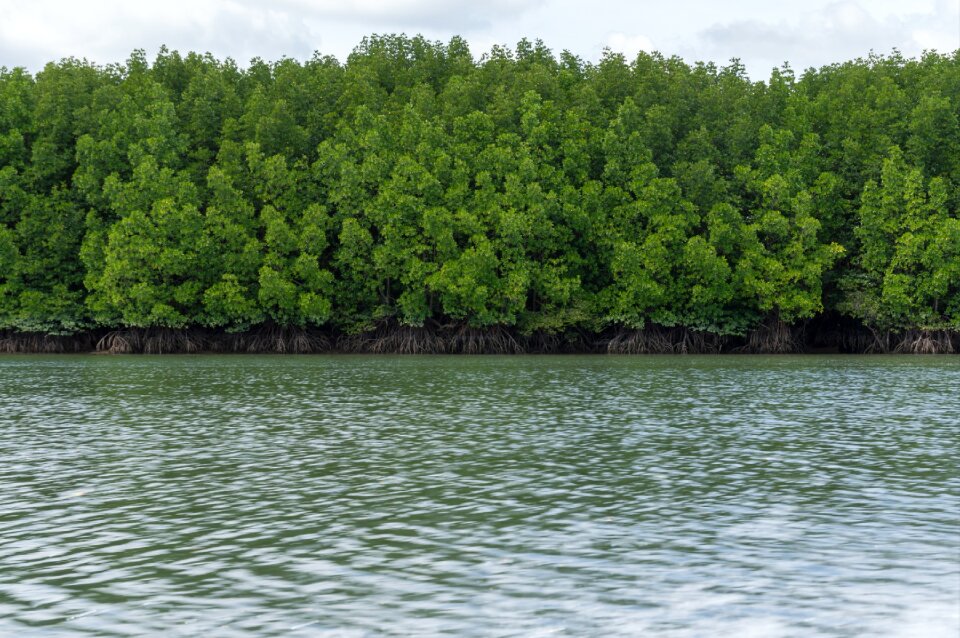 Nature tree thailand