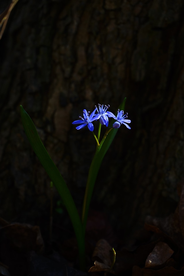 Bloom flower blue