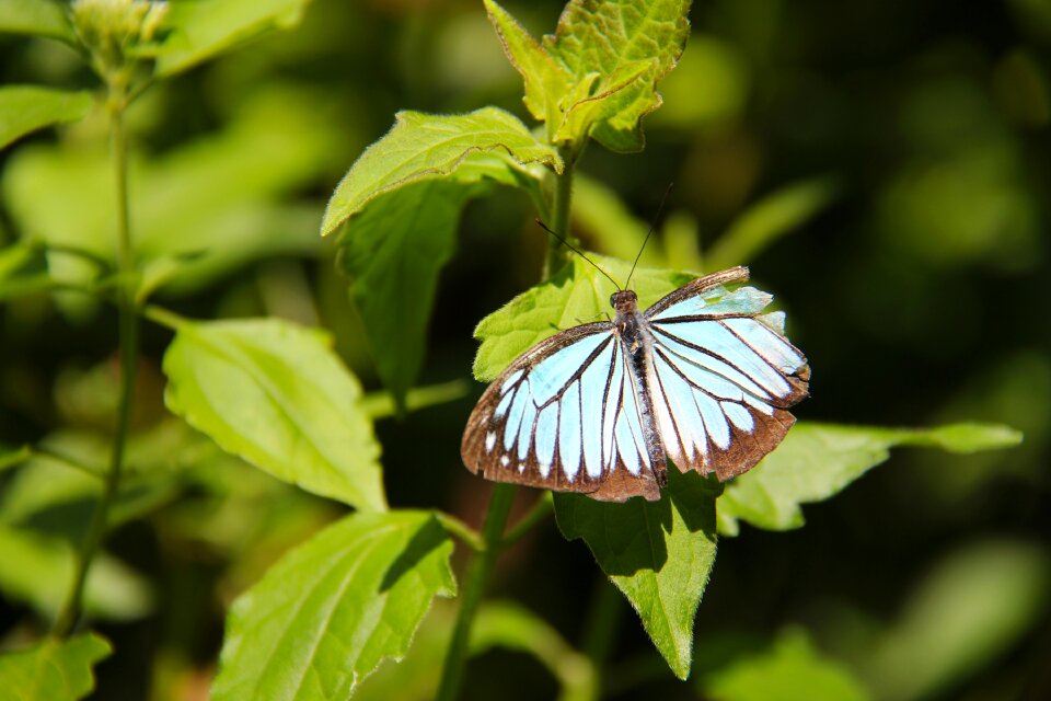 Butterfly colorful butterfly park