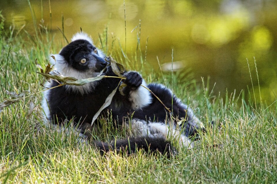 Animal nature lying