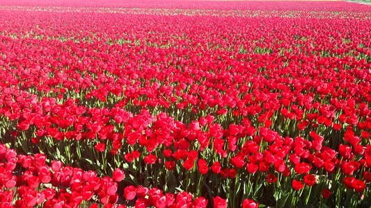 Tulips red red tulip