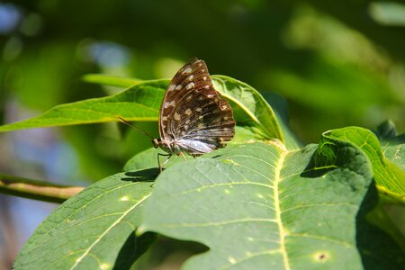 Butterfly colorful butterfly park photo