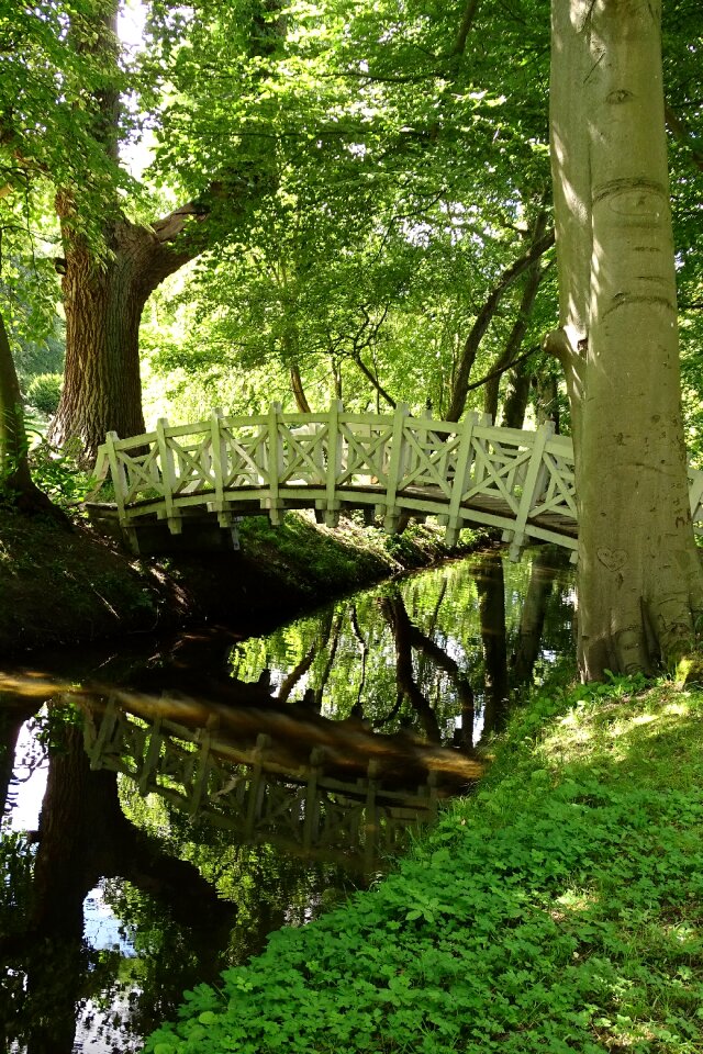 Old forest path mirroring