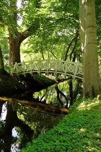 Old forest path mirroring