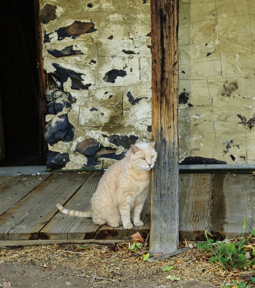Cute rural animal