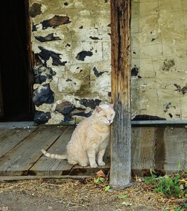 Cute rural animal