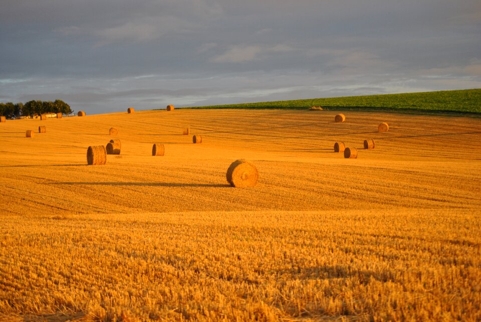 Roller harvest agriculture