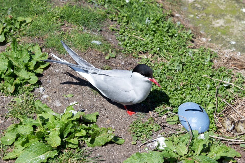 Northumberland farne islands tern