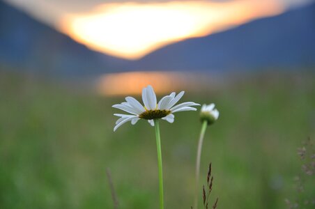 Flower blossom sky
