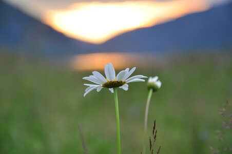 Flower blossom sky photo