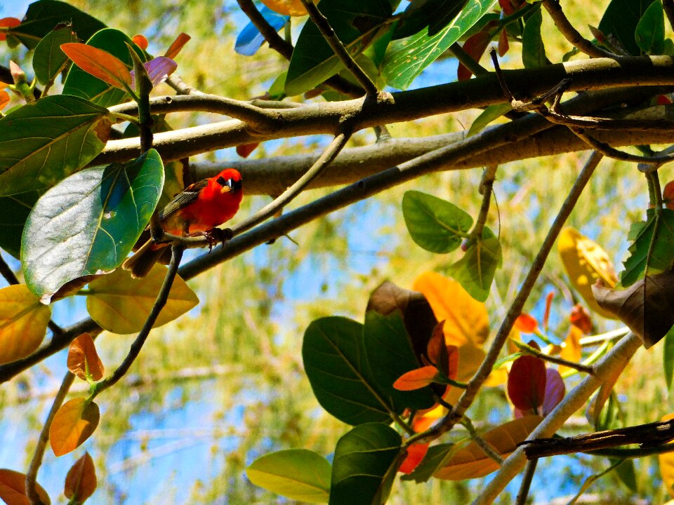 Tree summer