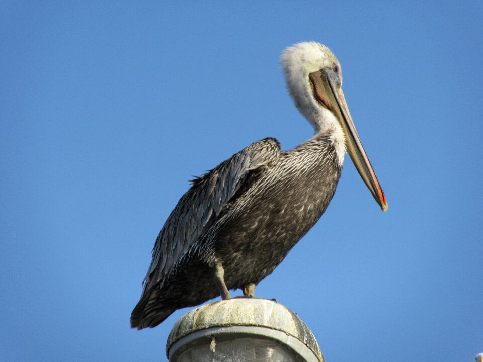 Wildlife nature