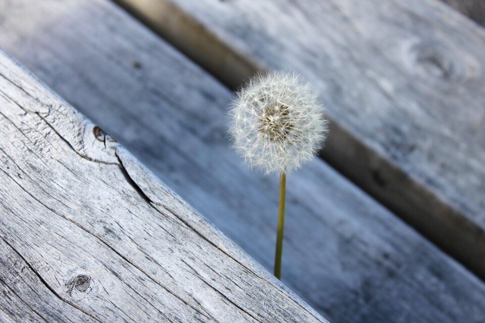 Natural plant soft