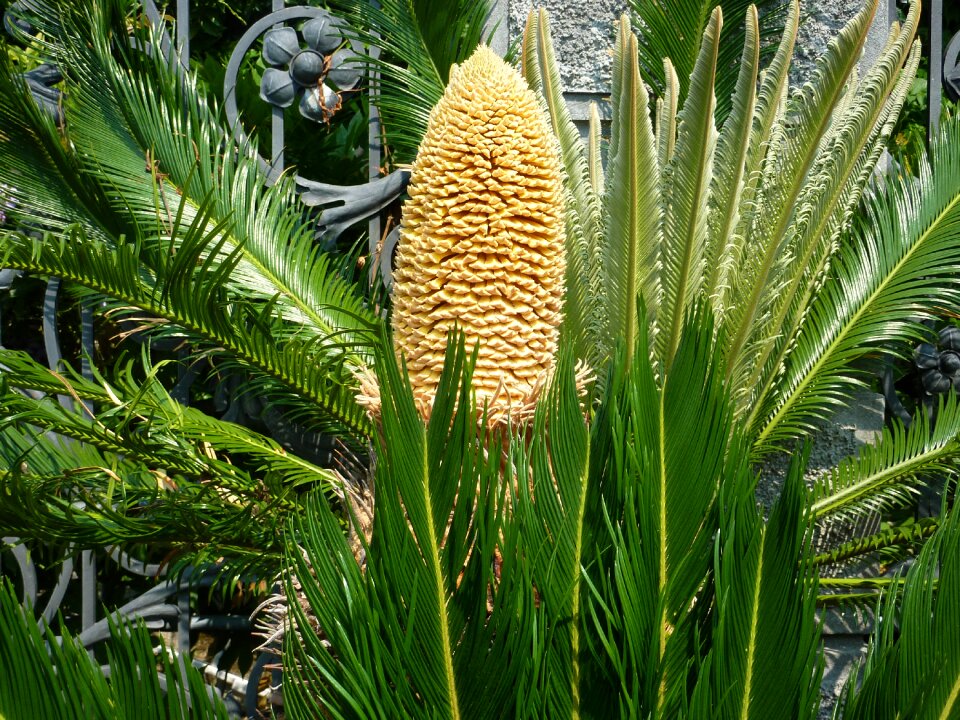 Flower garden yucca