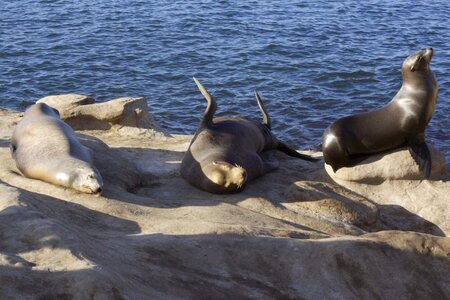 Pacific sea lion