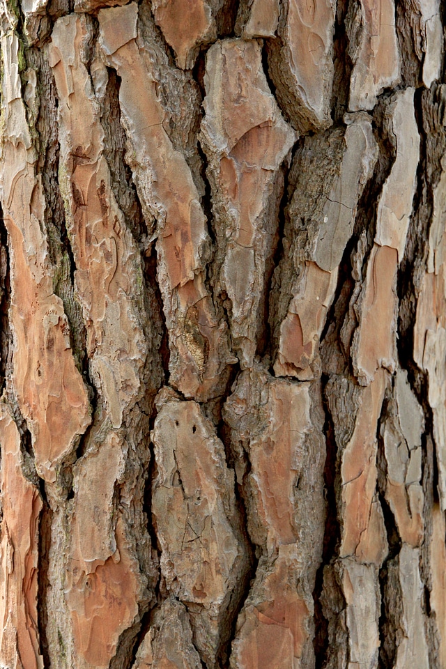 Bark tree bark background